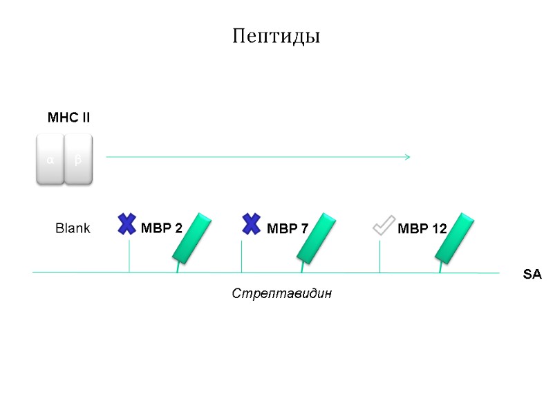 Пептиды Стрептавидин MBP 2 MBP 7 MBP 12 SA Blank